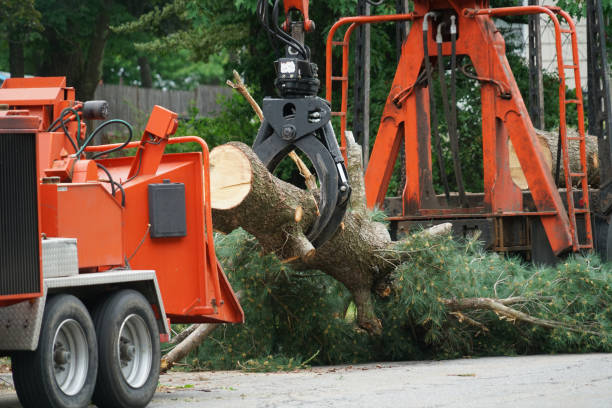 Large Tree Removal in Belgrade, MT